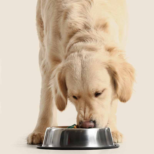Dog Food