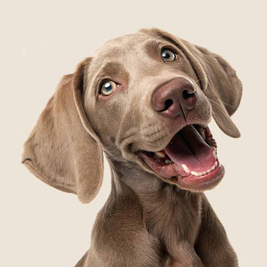Dog Products