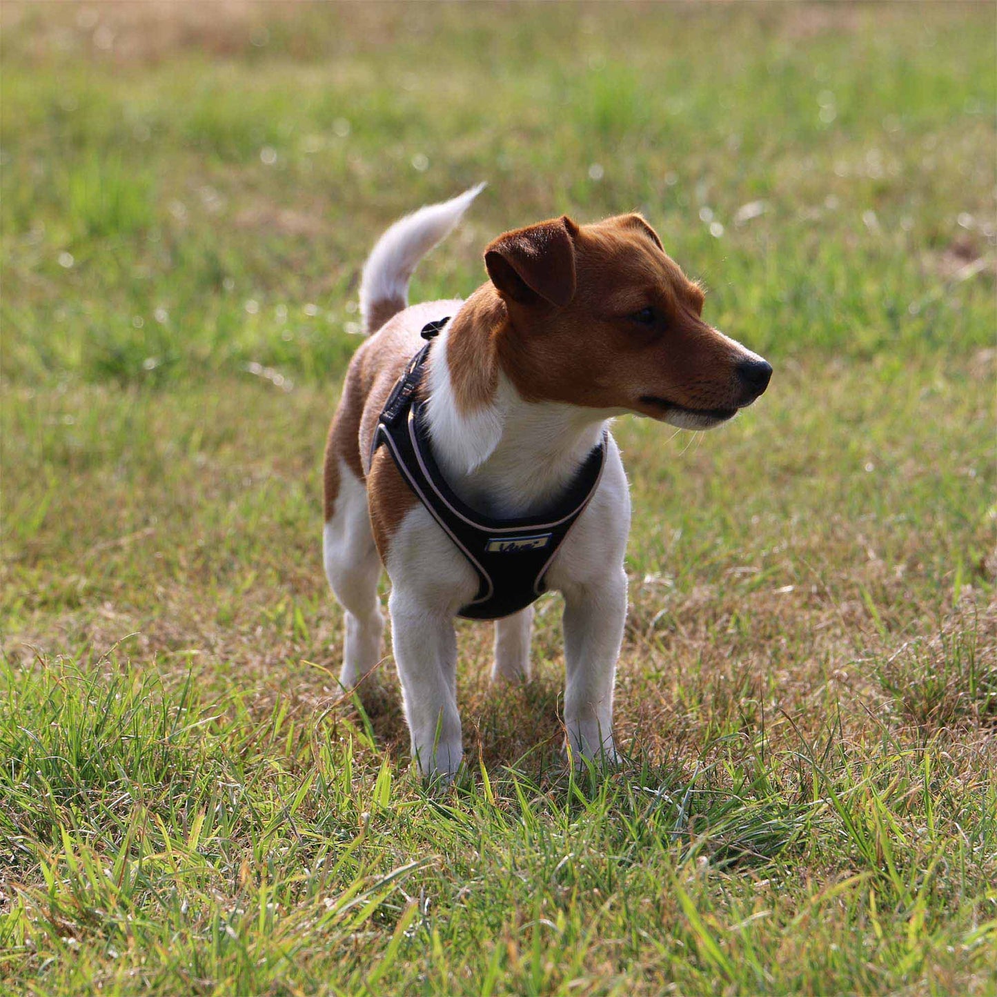 Ancol Viva Comfort Mesh Dog Harness - Black