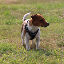 Ancol Viva Comfort Mesh Dog Harness - Black