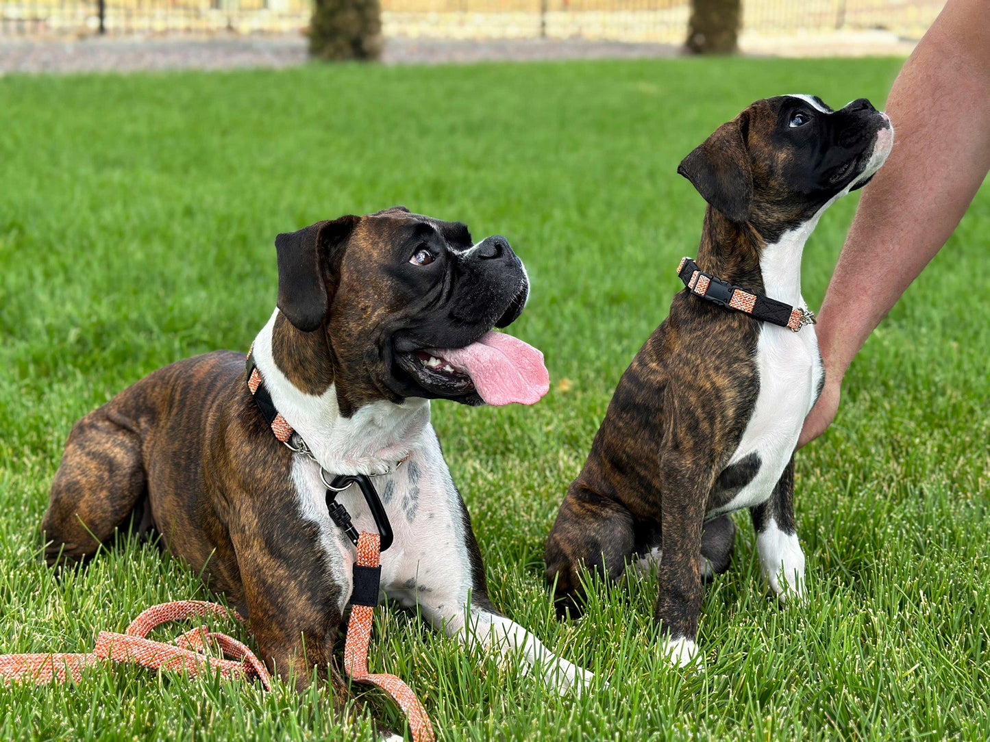 Adventure Style Mountain Flat Weave Martingale Dog Collar