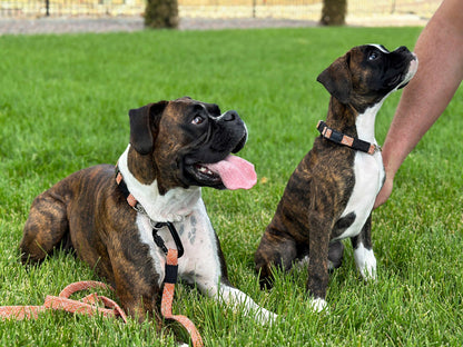Adventure Style Mountain Flat Weave Martingale Dog Collar