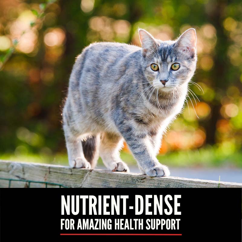 Orijen Regional Red Dry Cat Food