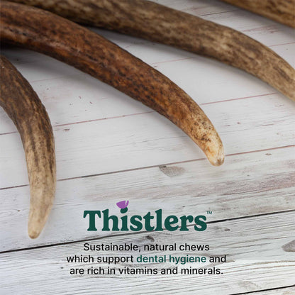 Thistlers Antler Dog Chew - Giant