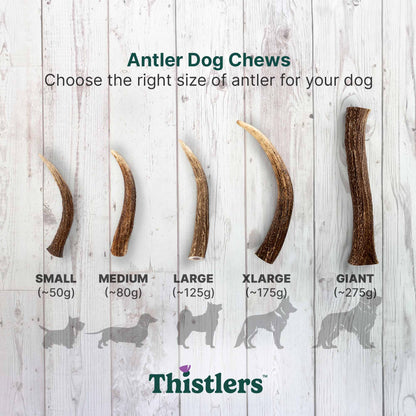 Thistlers Antler Dog Chew - Giant